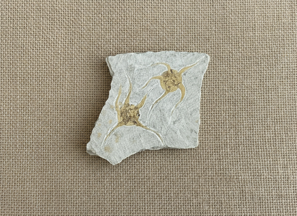 Double Starfish Fossil, Morocco, 19.5x16cm, 429gr