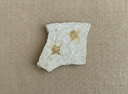 Double Starfish Fossil, Morocco, 19.5x16cm, 429gr