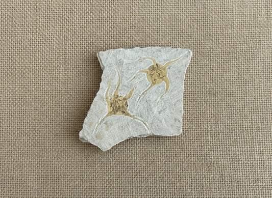 Double Starfish Fossil, Morocco, 19.5x16cm, 429gr