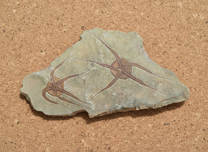 Double Starfish Fossil, Morocco, 39x15.5cm, 1632gr