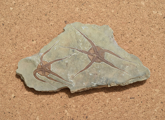 Double Starfish Fossil, Morocco, 39x15.5cm, 1632gr