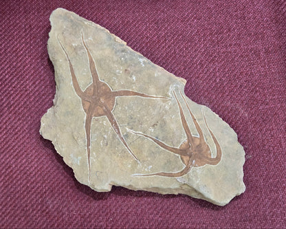 Double Starfish Fossil, Morocco, 39x15.5cm, 1632gr