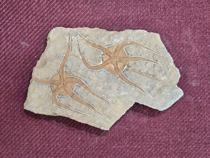 Double Starfish Fossil, Morocco, 11.5x14.5cm, 1109gr