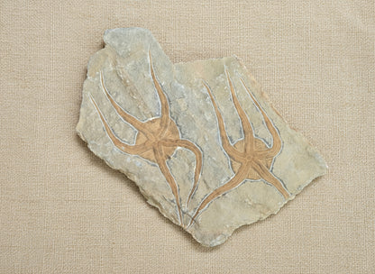 Double Starfish Fossil, Morocco, 11.5x14.5cm, 1109gr