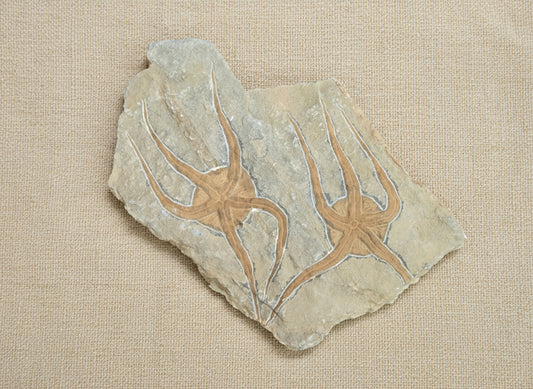 Double Starfish Fossil, Morocco, 11.5x14.5cm, 1109gr