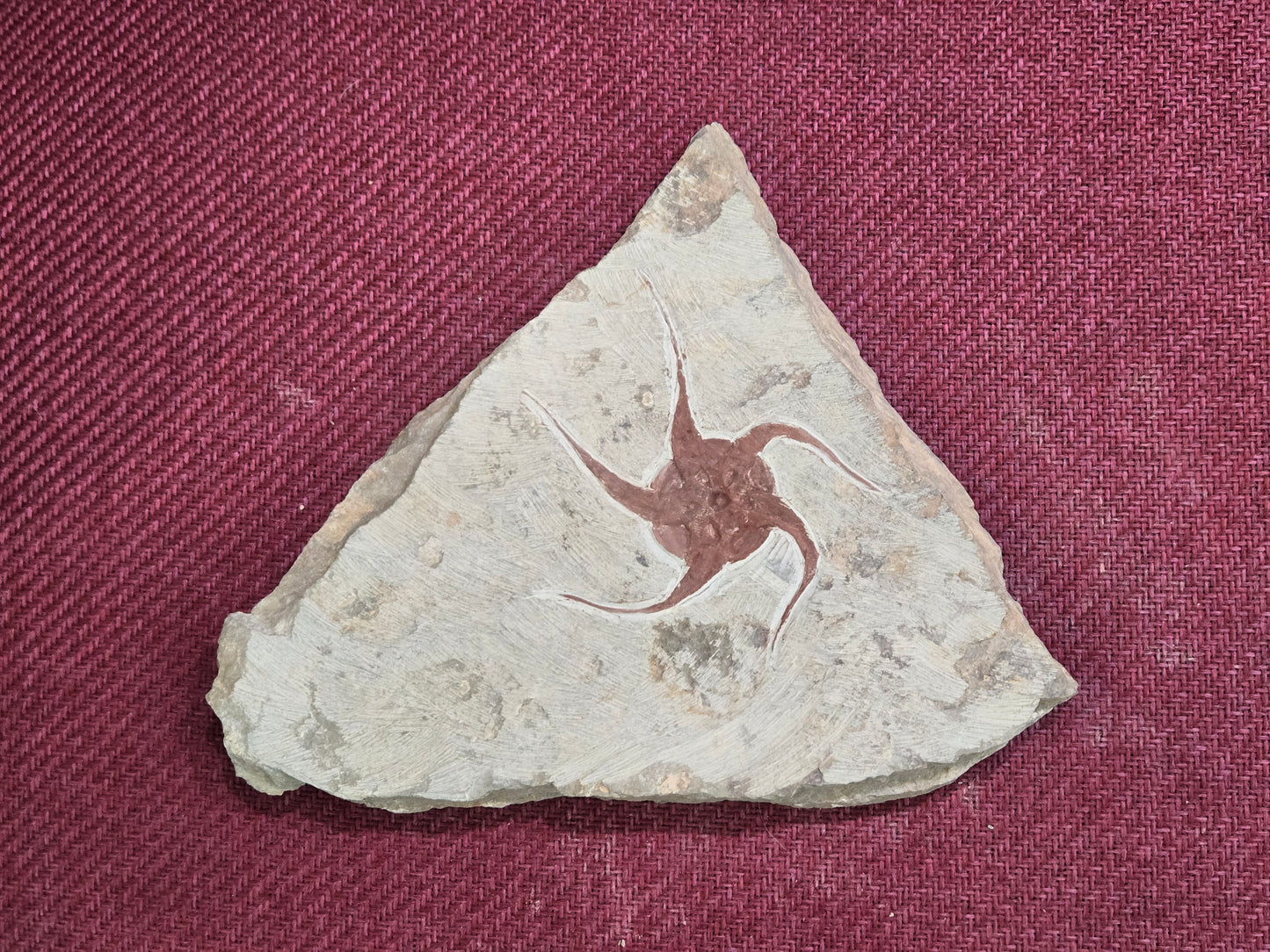 Starfish Fossil, Morocco, 22x18cm, 1164gr