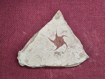 Starfish Fossil, Morocco, 22x18cm, 1164gr