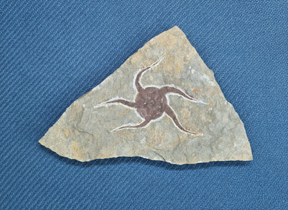 Starfish Fossil, Morocco, 22.5x14.5cm, 662gr