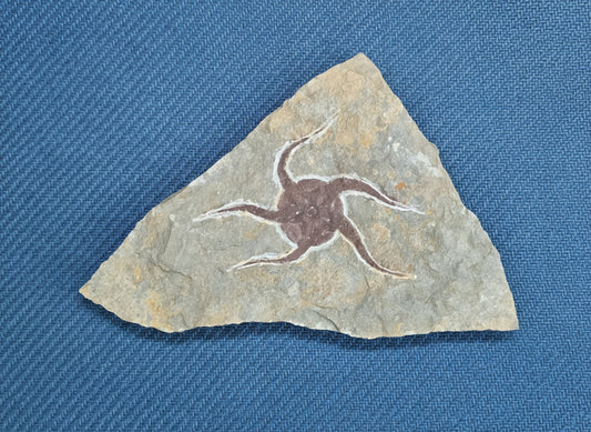 Starfish Fossil, Morocco, 22.5x14.5cm, 662gr