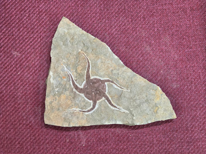 Starfish Fossil, Morocco, 22.5x14.5cm, 662gr