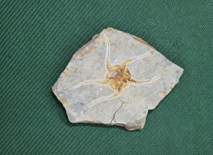 Starfish Fossil, Morocco, 13x15cm, 670gr