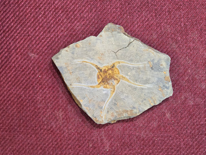 Starfish Fossil, Morocco, 13x15cm, 670gr