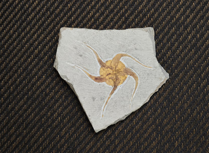 Starfish Fossil, Morocco, 16.5x14.5cm, 797gr