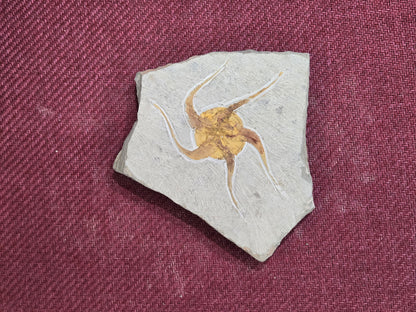 Starfish Fossil, Morocco, 16.5x14.5cm, 797gr