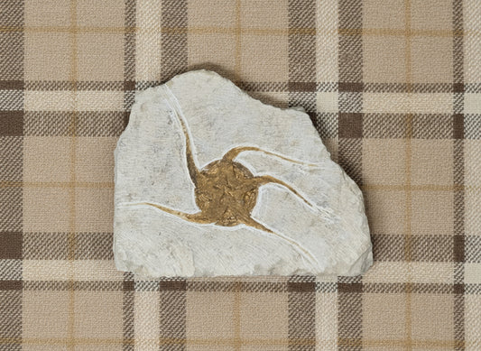 Starfish Fossil, Morocco, 15x11cm, 504gr