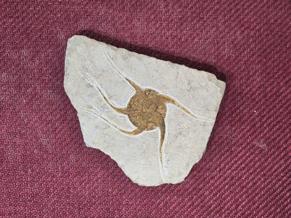 Starfish Fossil, Morocco, 15x11cm, 504gr