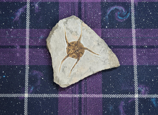 Starfish Fossil, Morocco, 12x11cm, 338gr