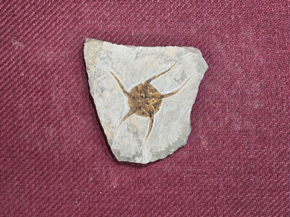 Starfish Fossil, Morocco, 12x11cm, 338gr