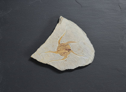 Starfish Fossil, Morocco, 17.5x14cm, 332gr