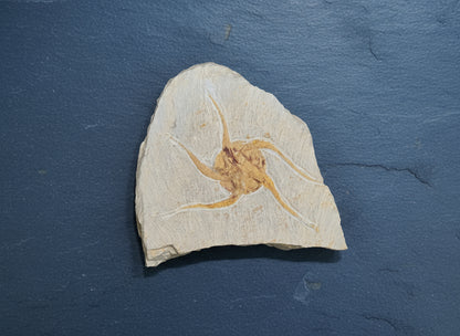Starfish Fossil, Morocco, 17.5x14cm, 332gr