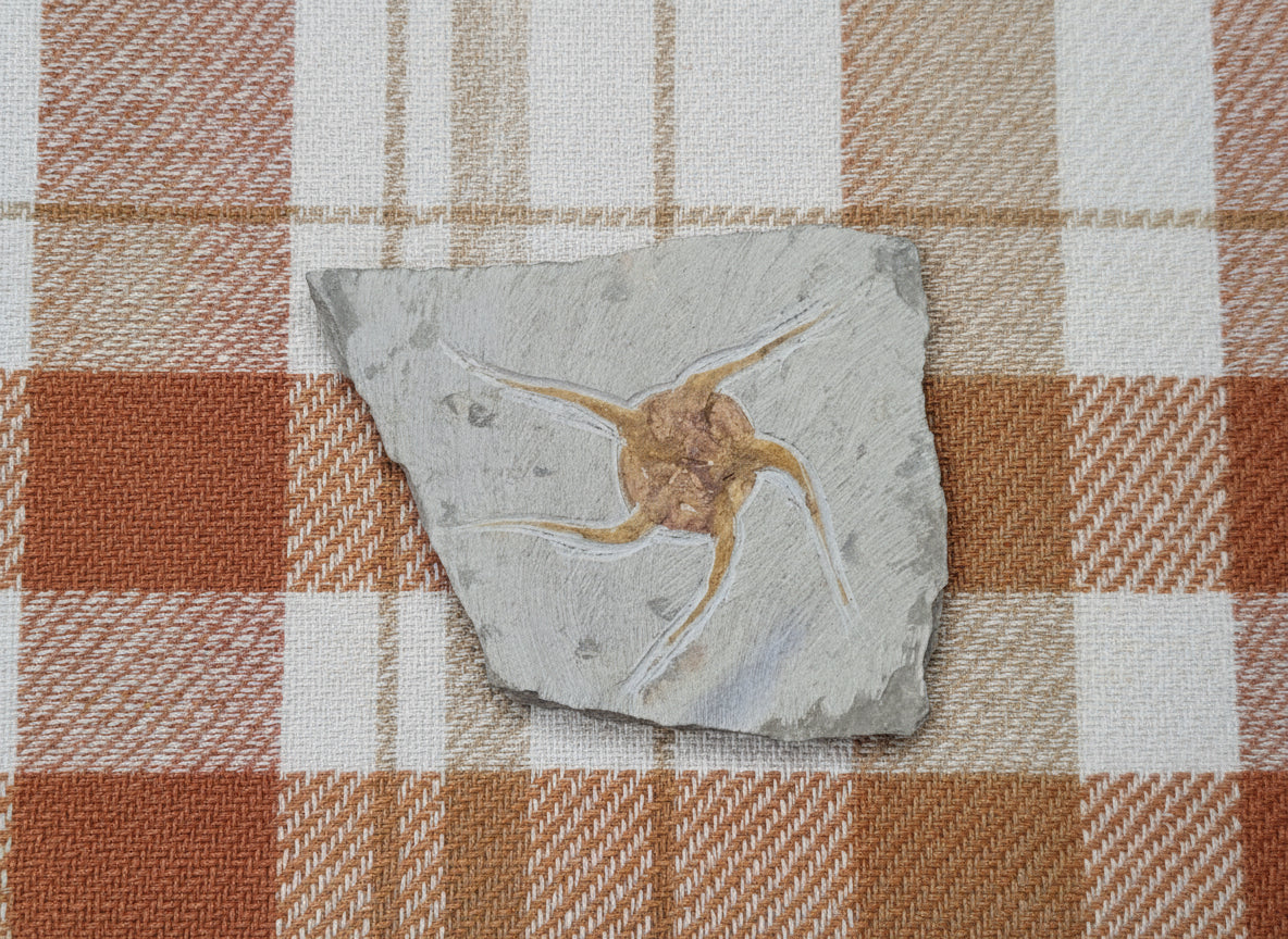 Starfish Fossil, Morocco, 15x15cm, 628gr