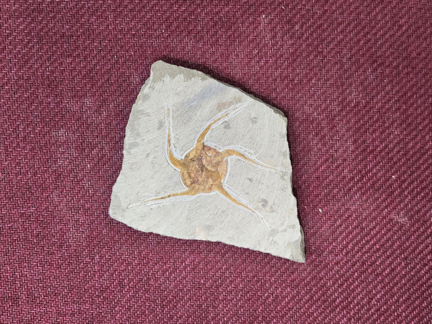 Starfish Fossil, Morocco, 15x15cm, 628gr