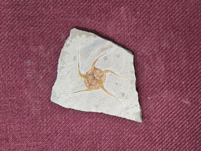Starfish Fossil, Morocco, 15x15cm, 628gr