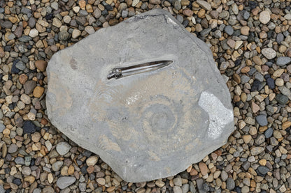 Belemnite & Ammonite, Posidonia Shale formation, Germany 18x15cm 2138gr