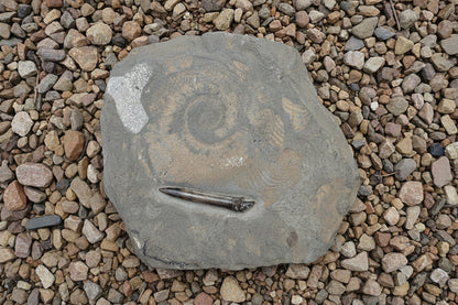 Belemnite & Ammonite, Posidonia Shale formation, Germany 18x15cm 2138gr