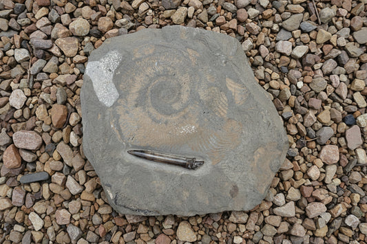 Belemnite & Ammonite, Posidonia Shale formation, Germany 18x15cm 2138gr
