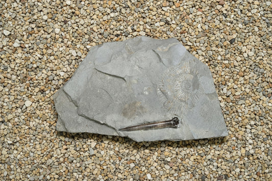 Belemnite & Ammonite, Posidonia Shale formation, Germany, 21x13cm, 935gr