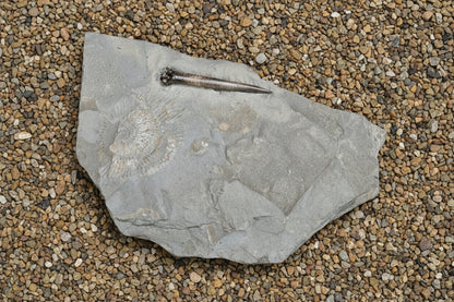 Belemnite & Ammonite, Posidonia Shale formation, Germany, 21x13cm, 935gr