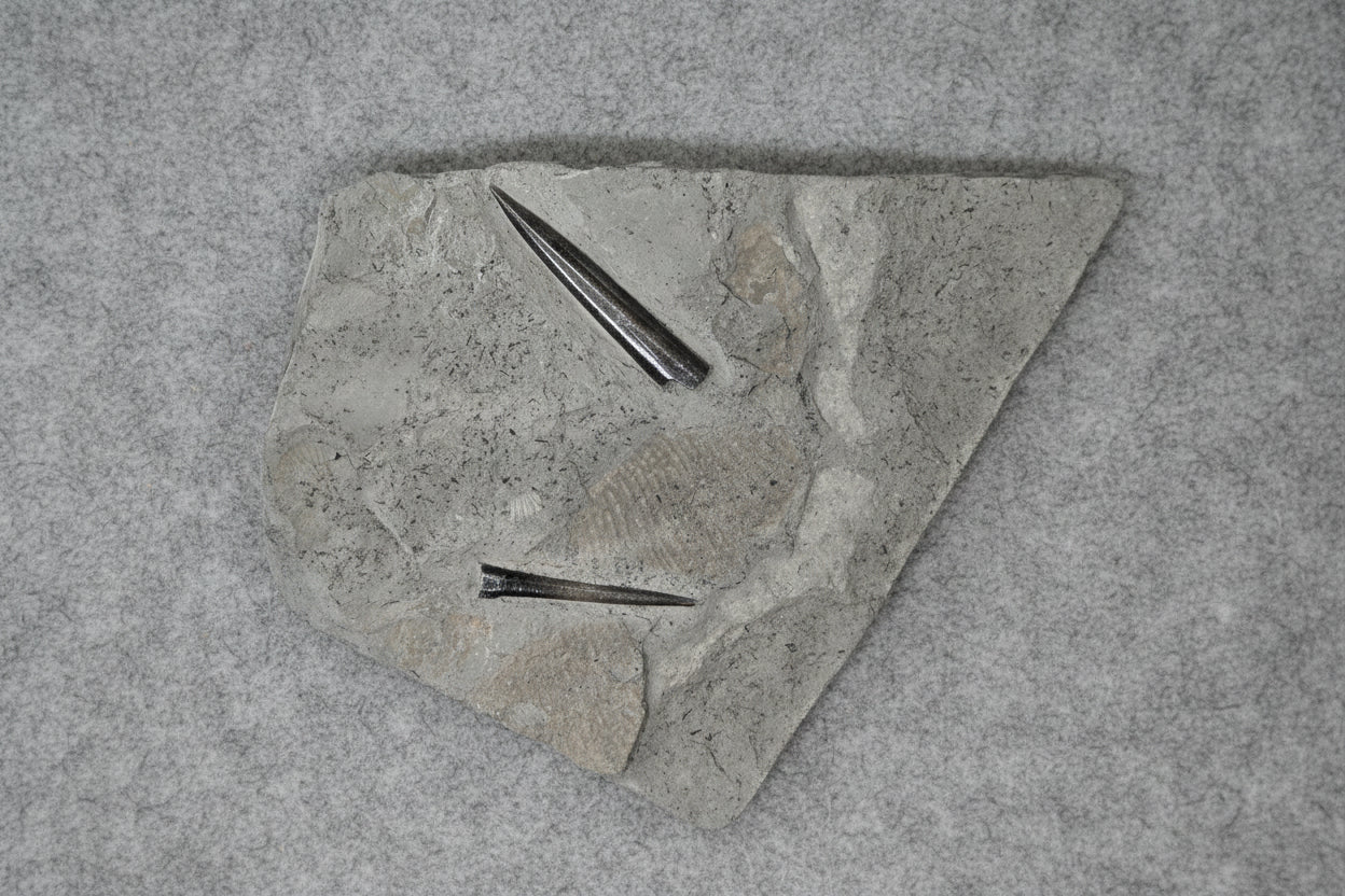 Double Belemnite Specimen, Posidonia Shale formation, Germany 18x16cm 1036gr