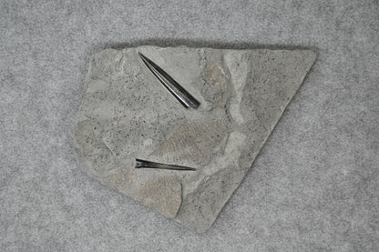 Double Belemnite Specimen, Posidonia Shale formation, Germany 18x16cm 1036gr