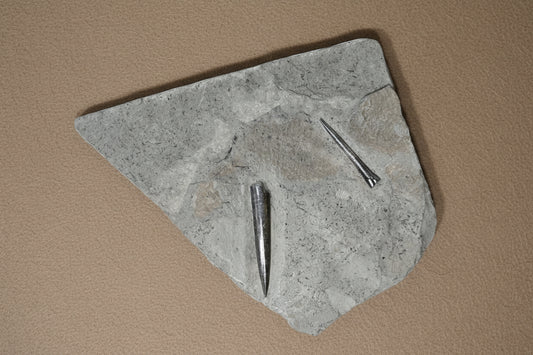 Double Belemnite Specimen, Posidonia Shale formation, Germany 18x16cm 1036gr