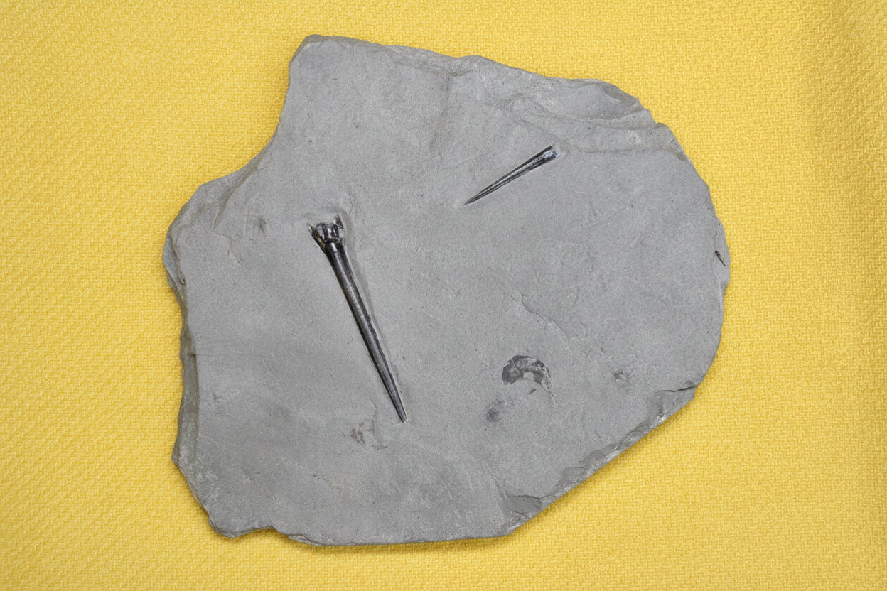 Belemnite Specimen, Posidonia Shale formation, Germany, 1762gr, 27x14cm
