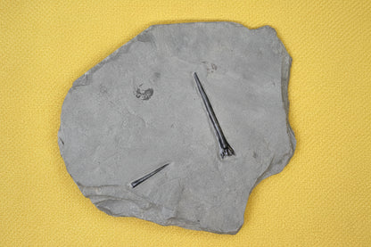 Belemnite Specimen, Posidonia Shale formation, Germany, 1762gr, 27x14cm
