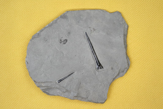 Belemnite Specimen, Posidonia Shale formation, Germany, 1762gr, 27x14cm