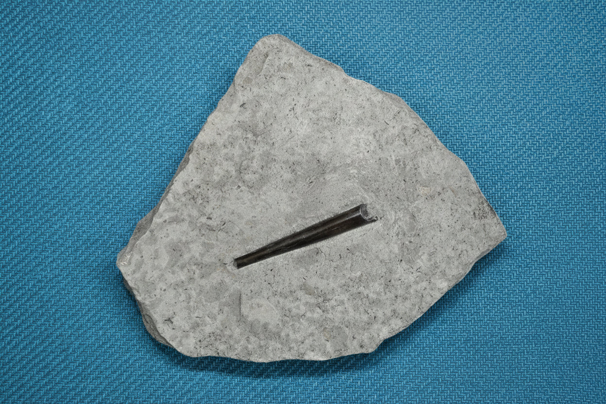 Belemnite Specimen, Posidonia Shale formation, 1563gr 21x18cm
