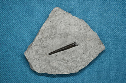 Belemnite Specimen, Posidonia Shale formation, 1563gr 21x18cm