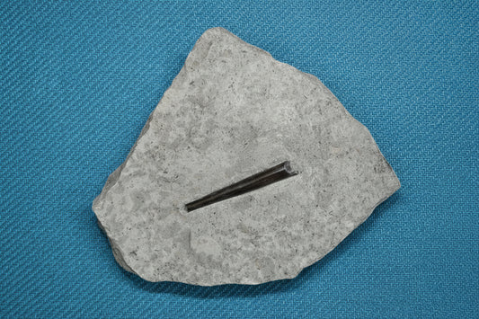 Belemnite Specimen, Posidonia Shale formation, 1563gr 21x18cm