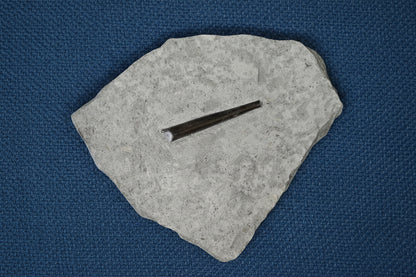 Belemnite Specimen, Posidonia Shale formation, 1563gr 21x18cm