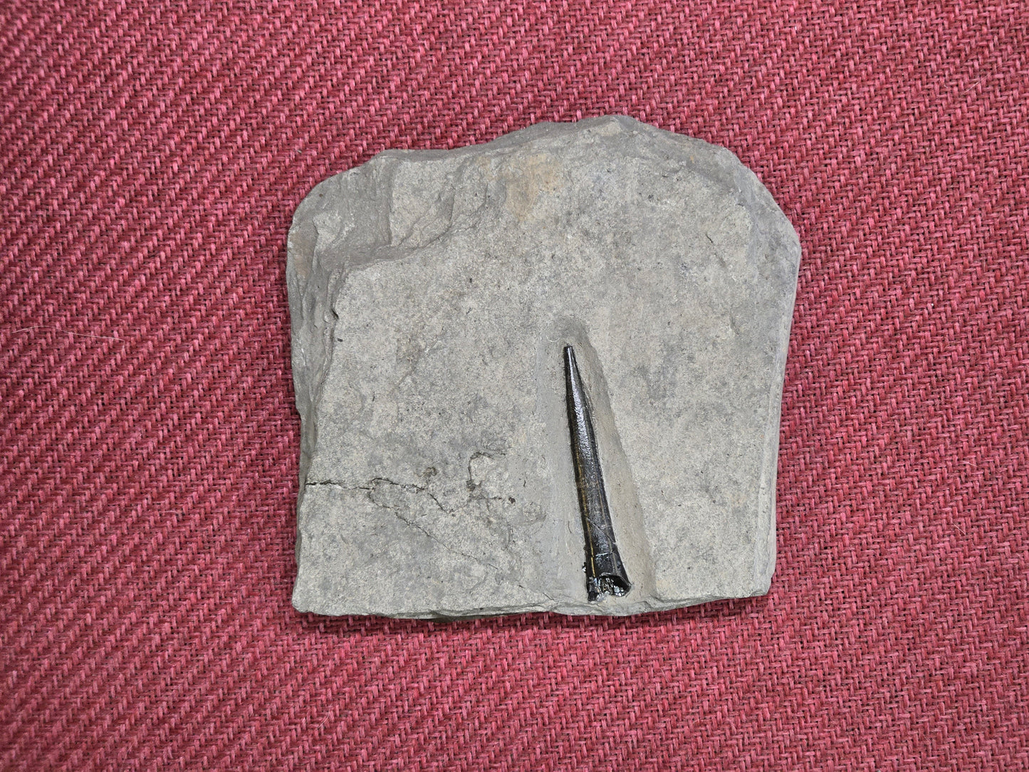 Belemnite Specimen, Posidonia Shale formation, Germany 13x13cm 527gr