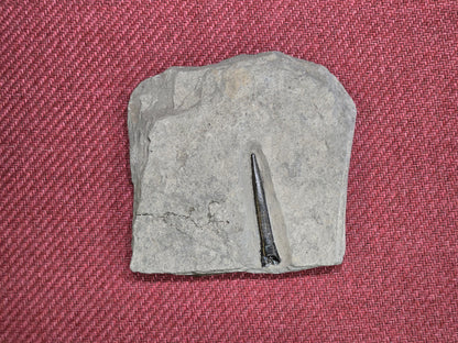 Belemnite Specimen, Posidonia Shale formation, Germany 13x13cm 527gr