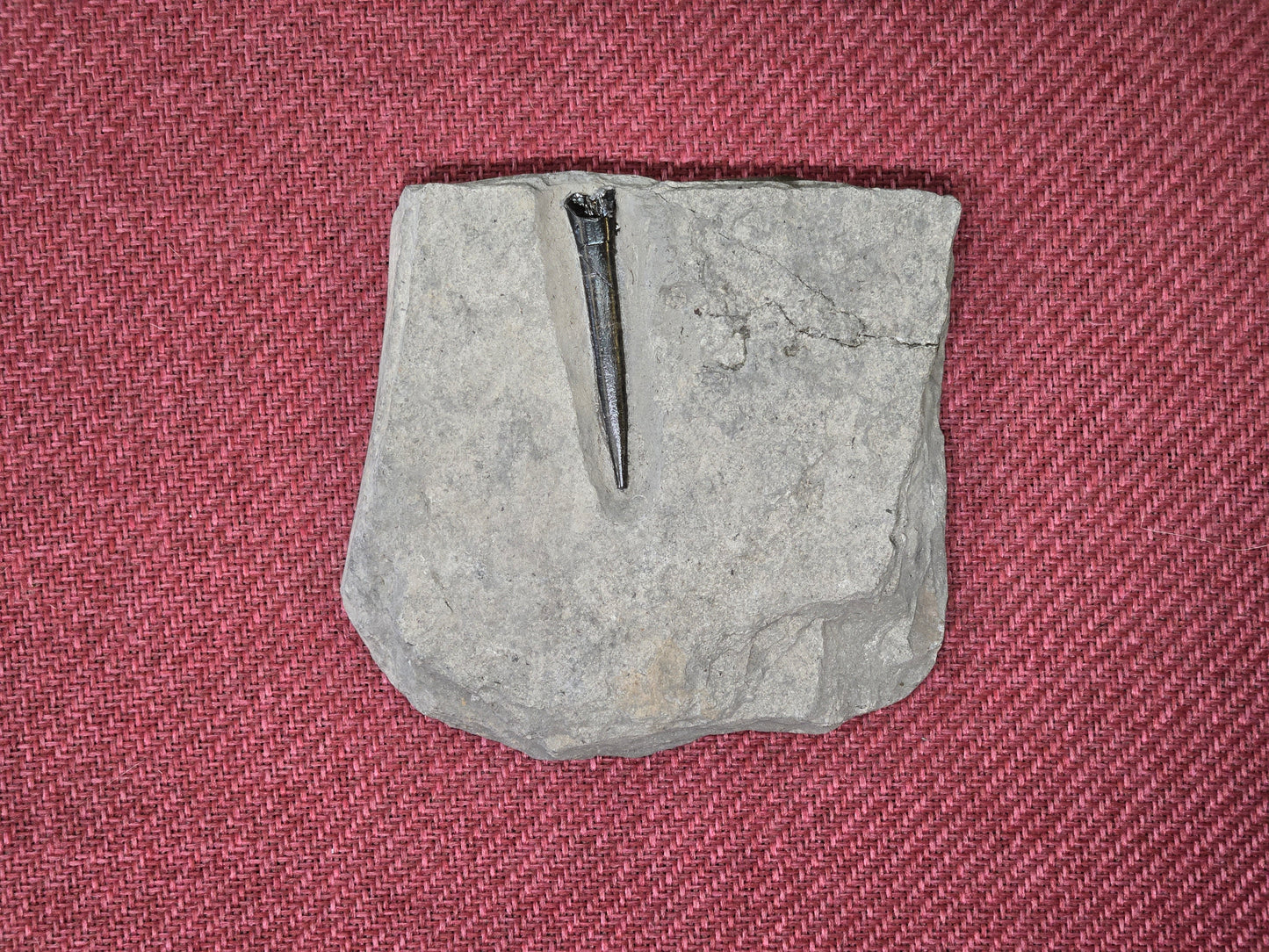 Belemnite Specimen, Posidonia Shale formation, Germany 13x13cm 527gr