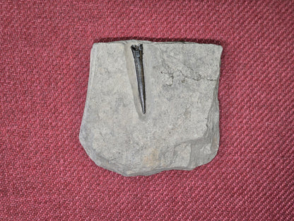 Belemnite Specimen, Posidonia Shale formation, Germany 13x13cm 527gr