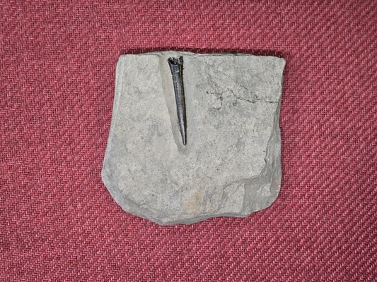 Belemnite Specimen, Posidonia Shale formation, Germany 13x13cm 527gr