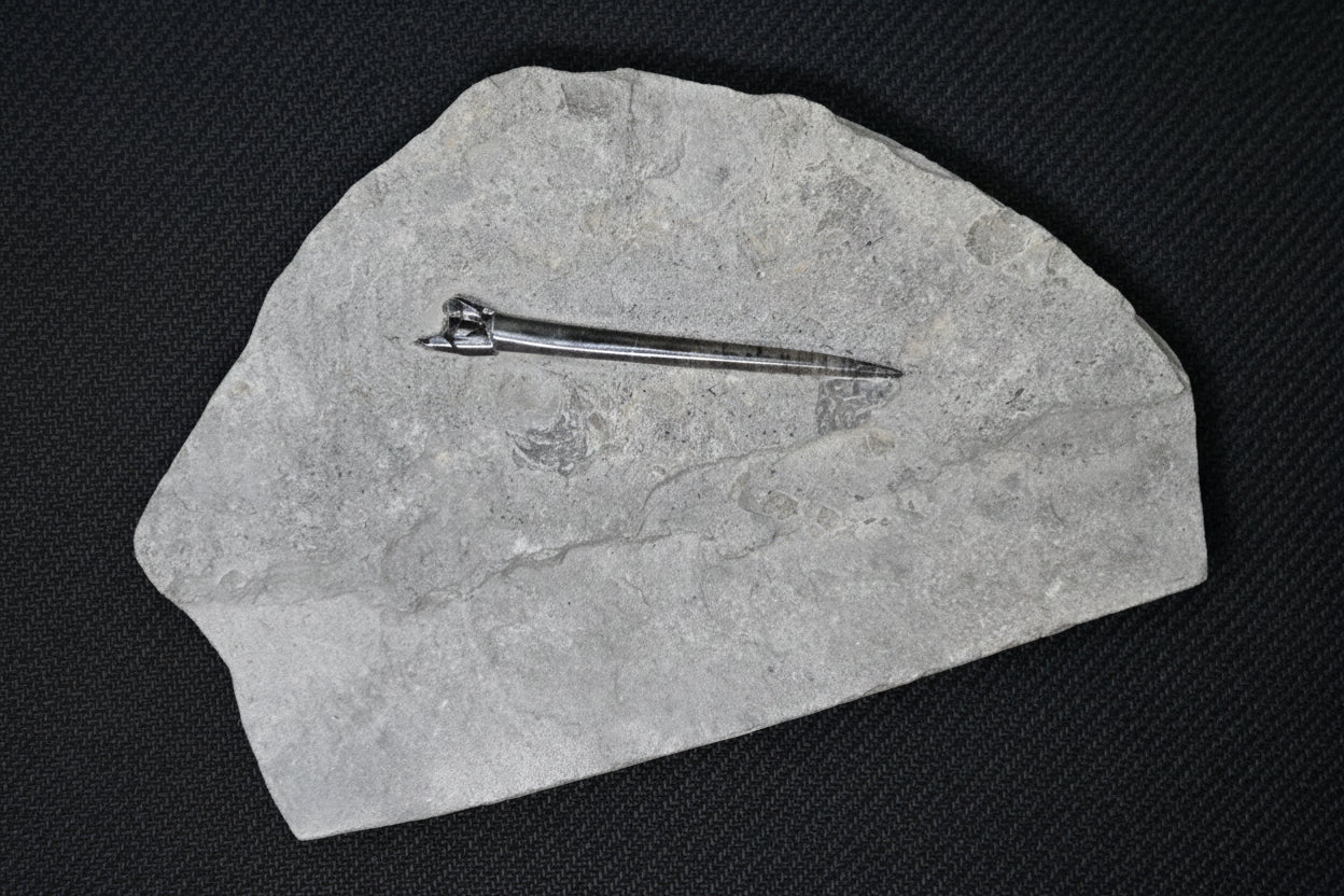 Belemnite Specimen, Posidonia Shale formation, 29x19cm, 1390gr