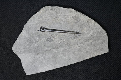 Belemnite Specimen, Posidonia Shale formation, 29x19cm, 1390gr