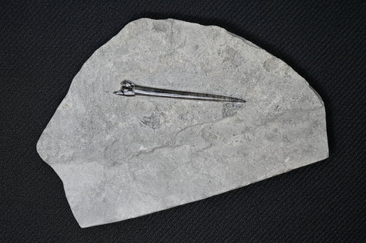 Belemnite Specimen, Posidonia Shale formation, 29x19cm, 1390gr